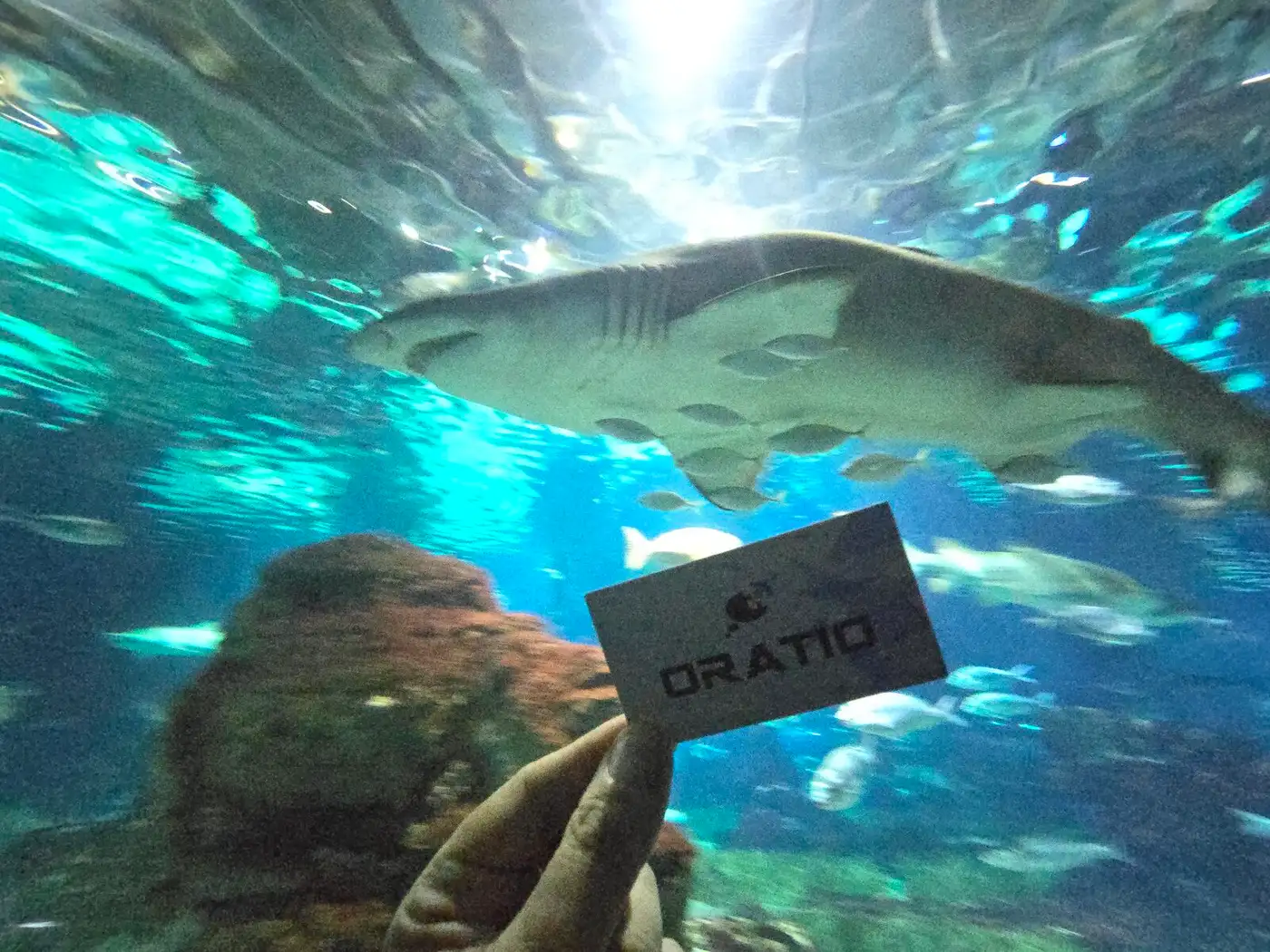 A shark at the Aquàrium Barcelona behind an Oratio card
